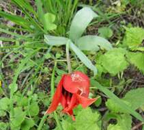 Image of Tulipa undulatifolia var. micheliana (Hoog) Wilford