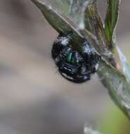 صورة Phidippus regius C. L. Koch 1846