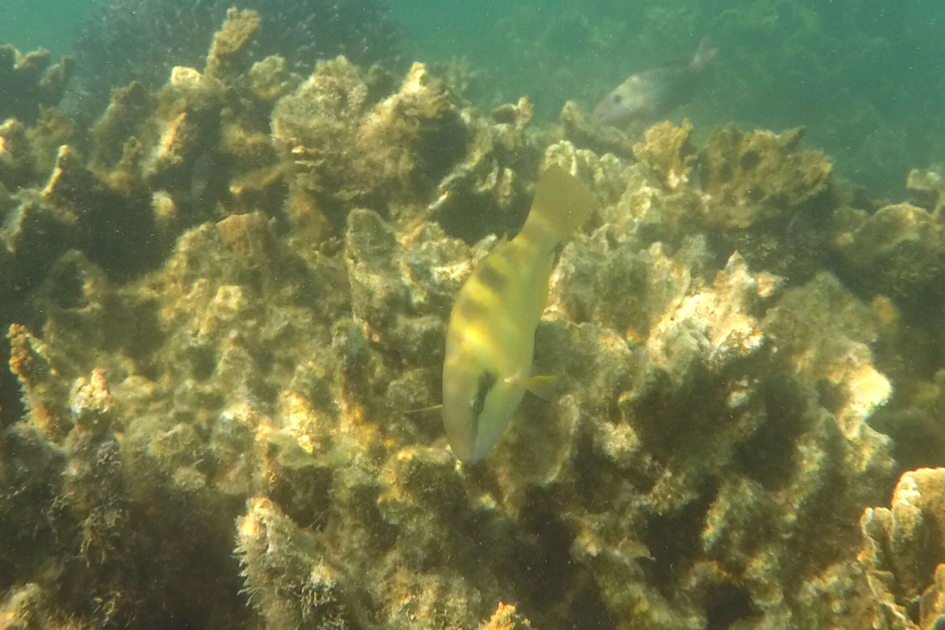 Image of Blue-bridle Parrotfish