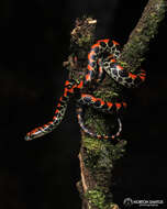 Siphlophis pulcher (Raddi 1820) resmi