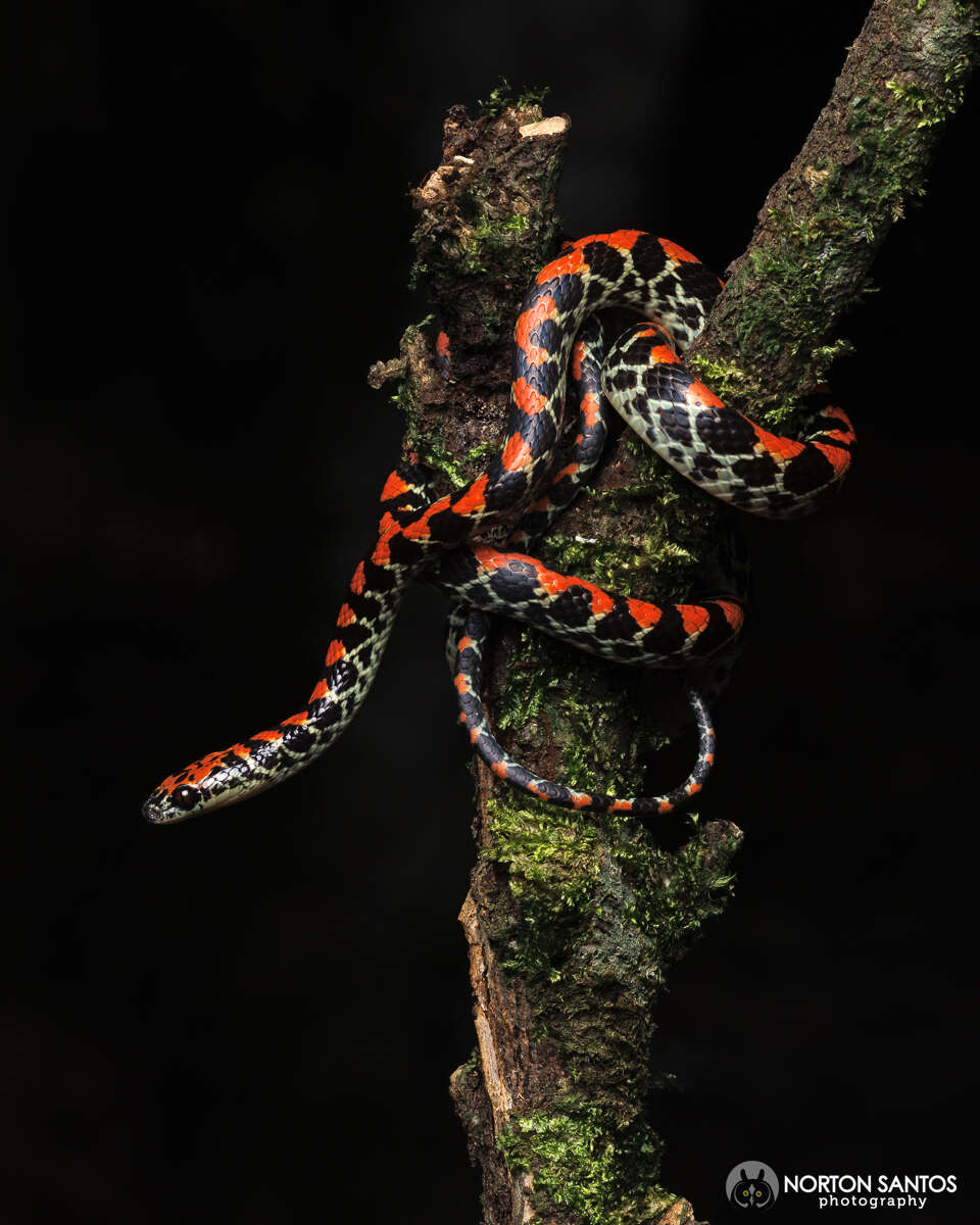 Image of Guanabara Spotted Night Snake