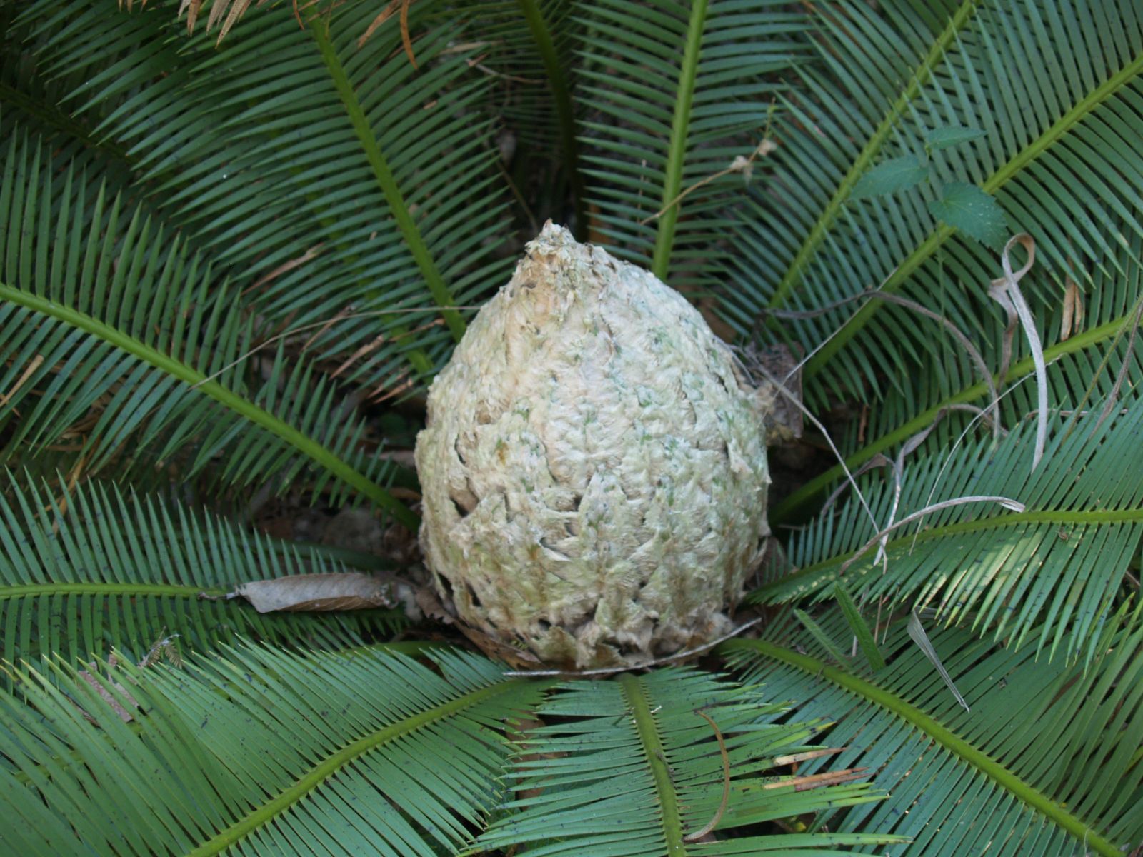 cycads-encyclopedia-of-life