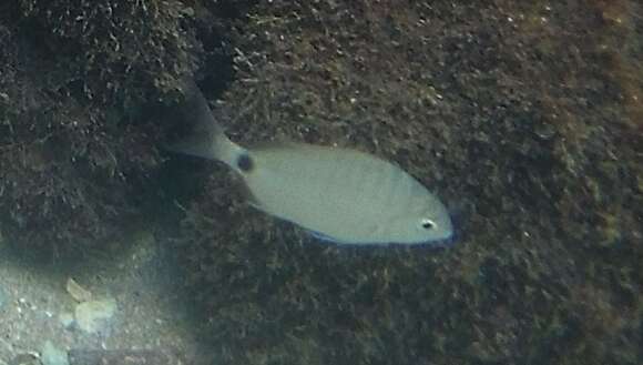 Image of Silver porgy