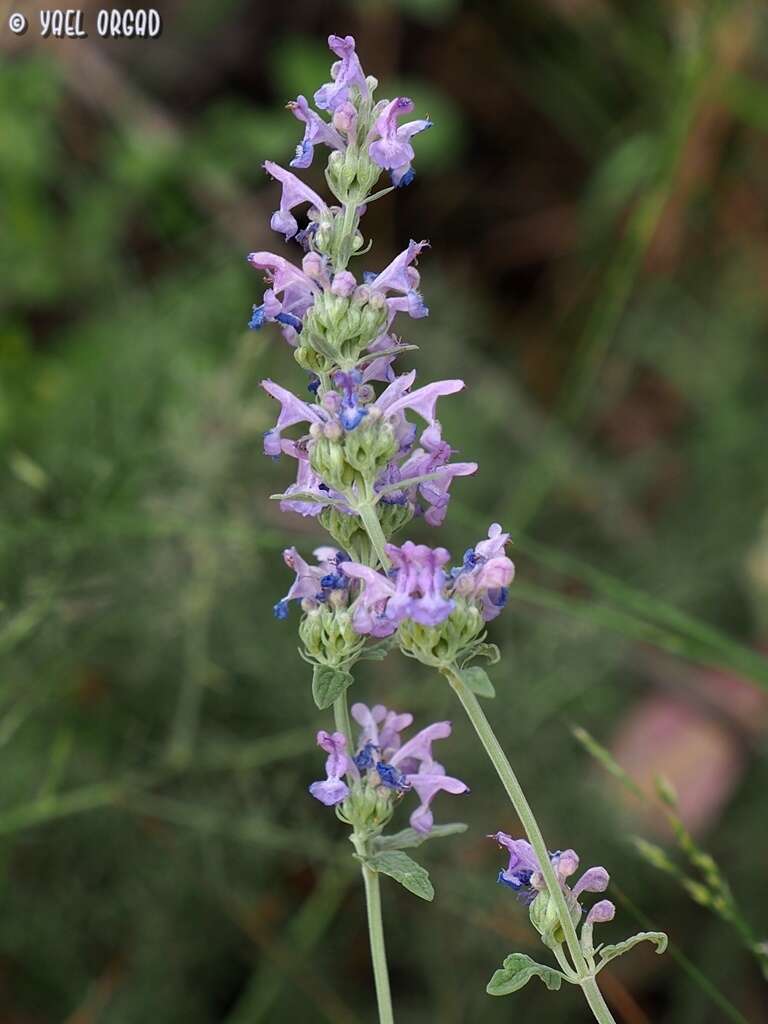 Nepeta curviflora Boiss. resmi