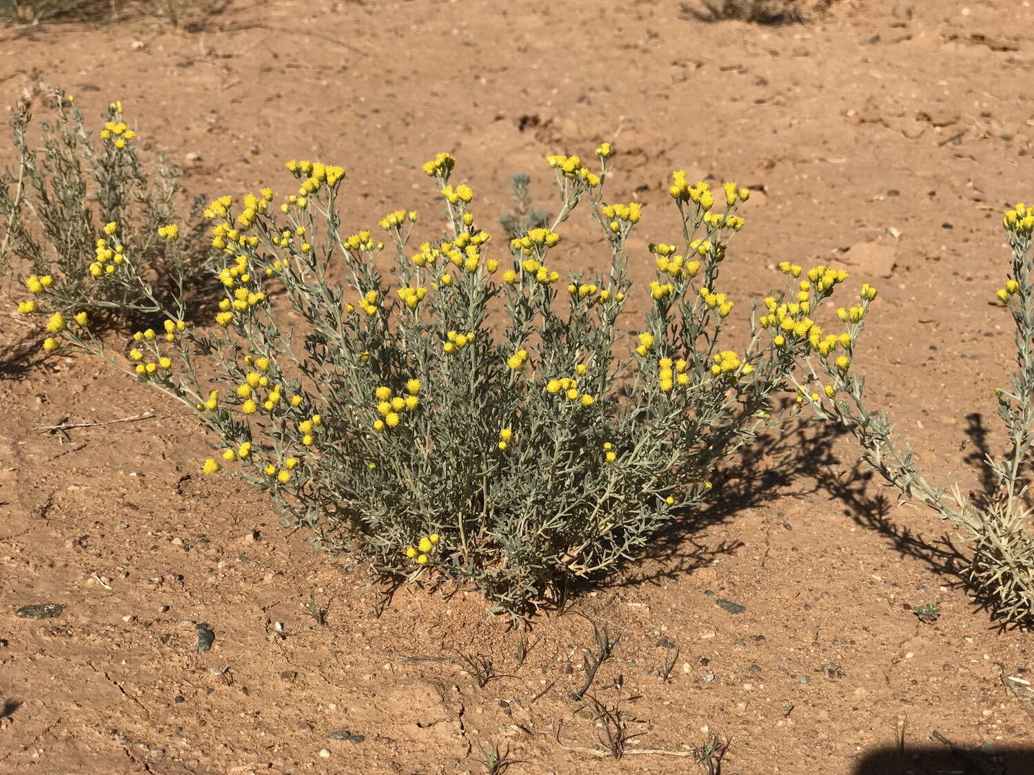 صورة Ajania fruticulosa (Ledeb.) Poljakov