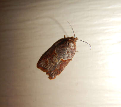 Acleris maccana Treitschke 1835的圖片