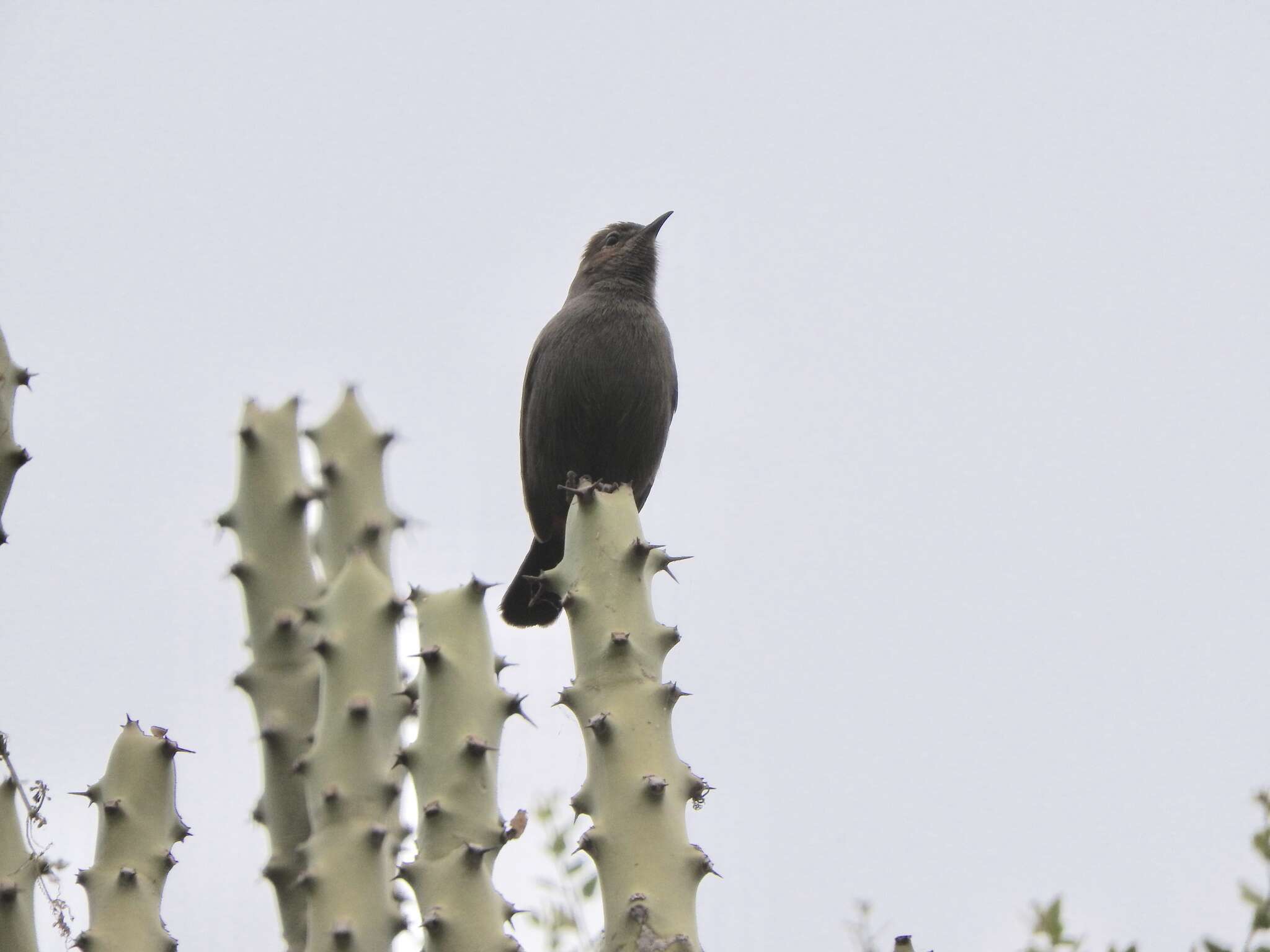 Image of Indian Robin