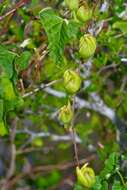 Image de Ipomoea rupicola House