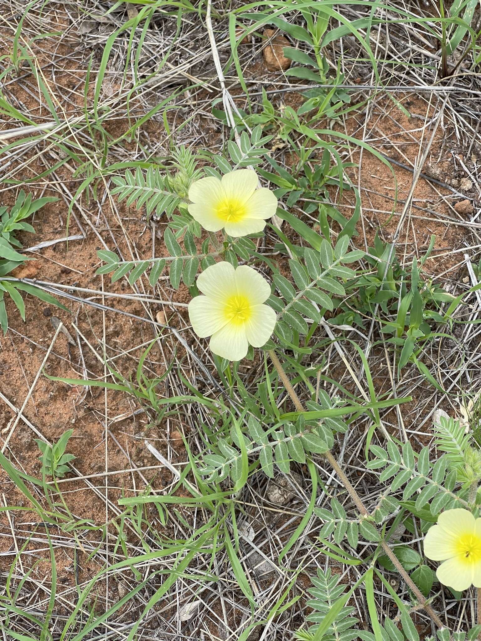 Image of Large-flowered devil-thorns,