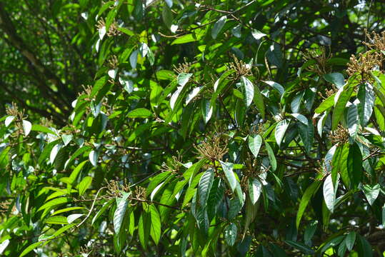 Image of Symplocos cochinchinensis subsp. cochinchinensis