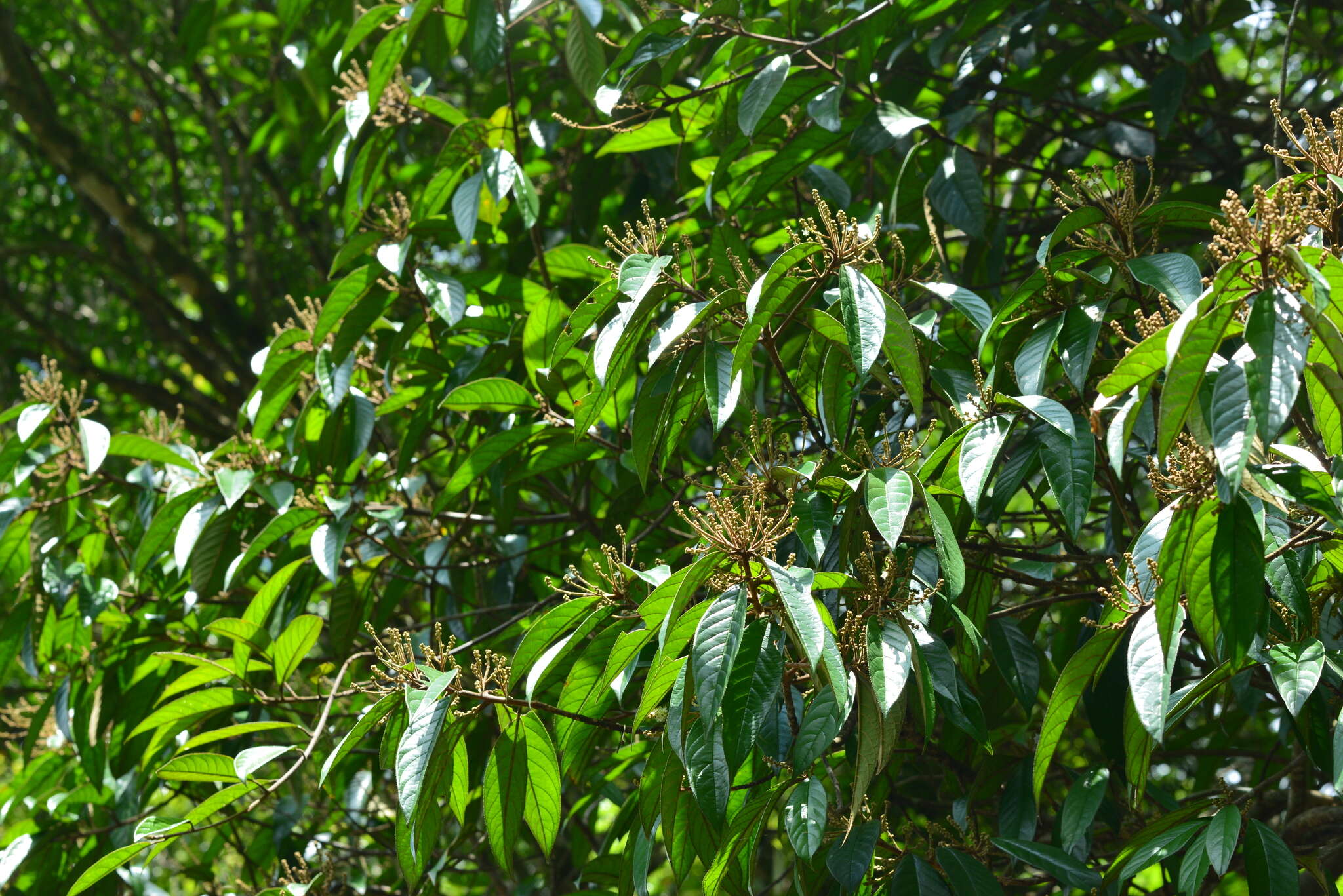 Image of Symplocos cochinchinensis subsp. cochinchinensis