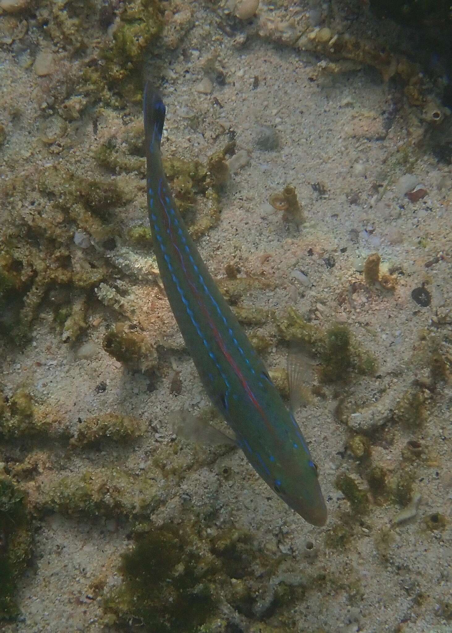 Image of Chameleon wrasse