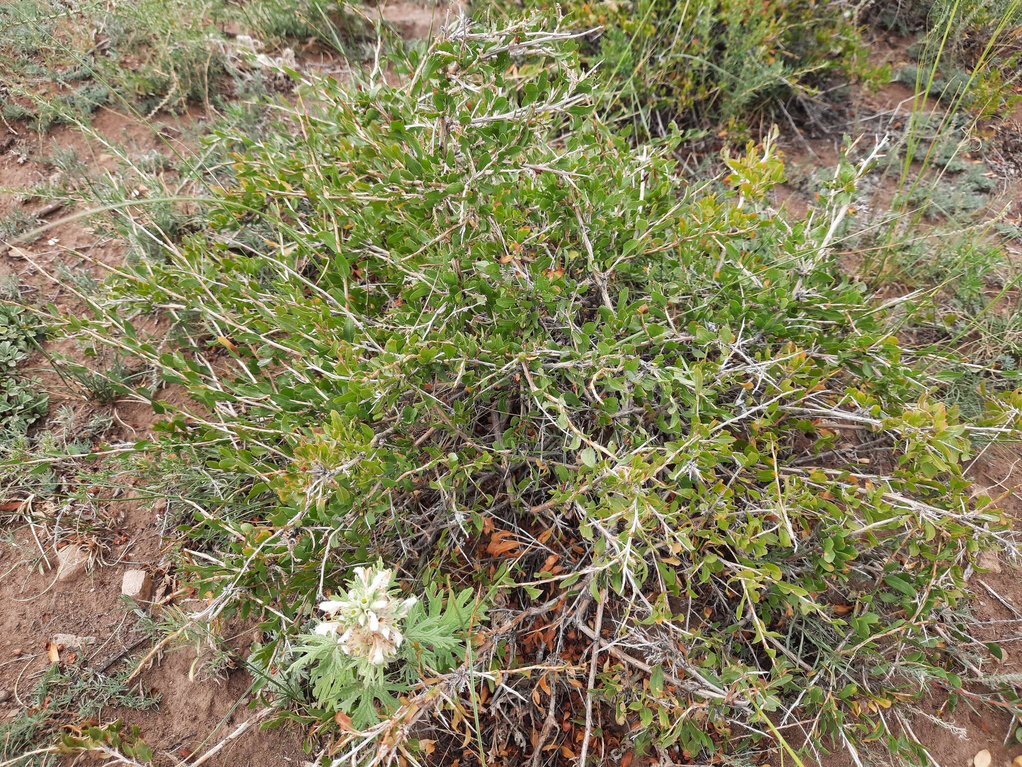 Image of Atraphaxis pungens (M. Bieb.) Jaub. & Spach