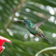 Image of Indigo-capped Hummingbird