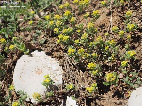 Sivun Alyssum szovitsianum Fisch. & C. A. Mey. kuva