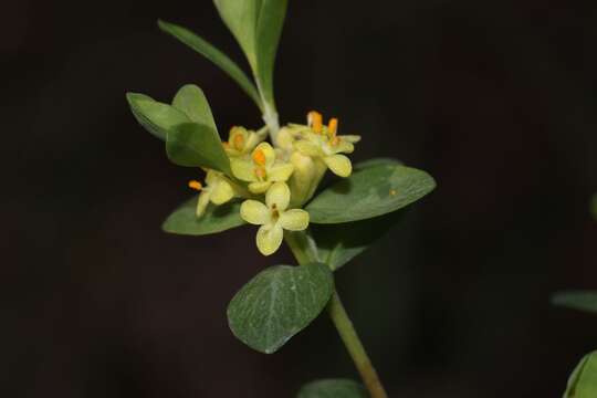 Image of Pimelea flava subsp. flava