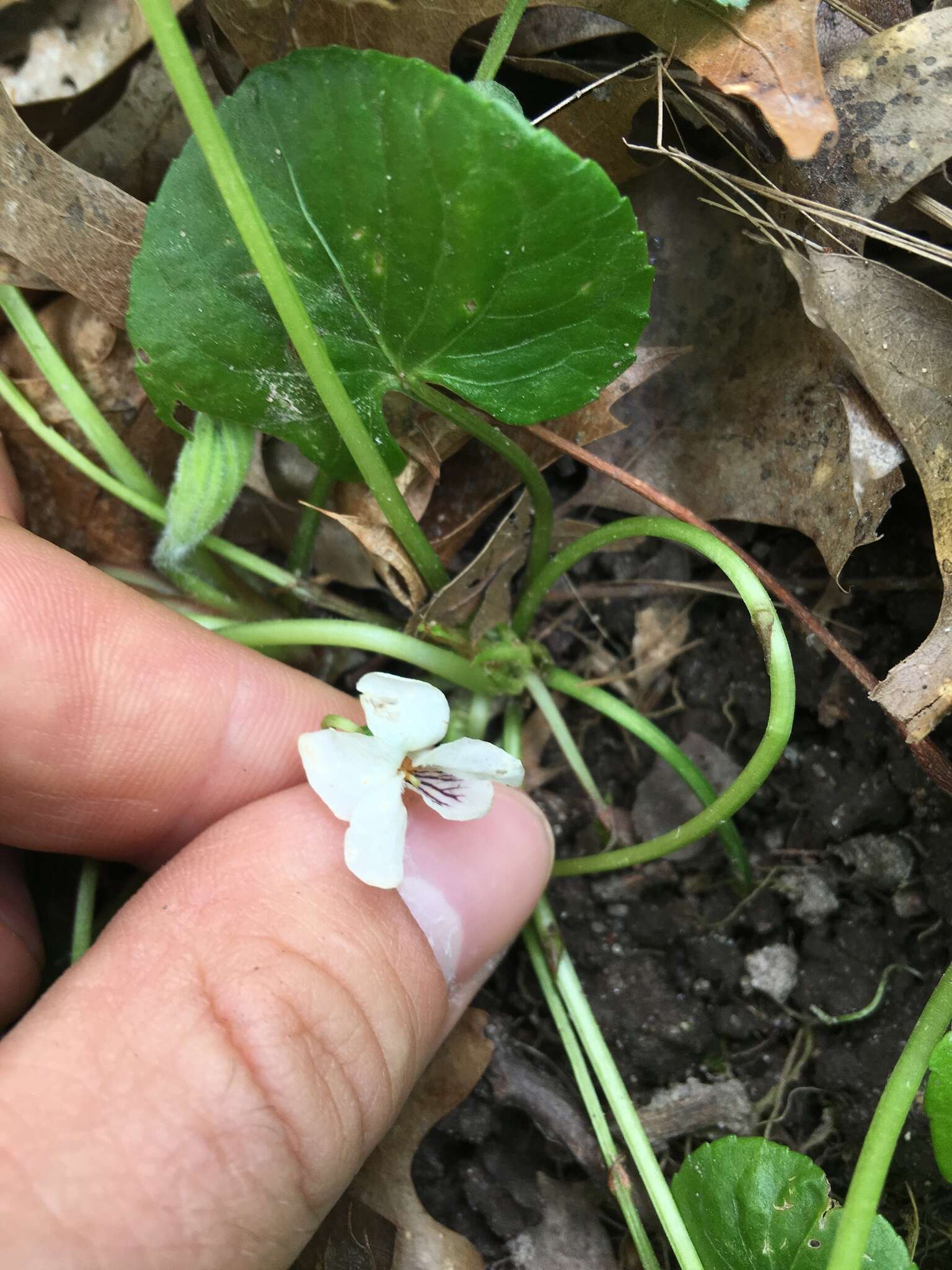 Image of sweet white violet