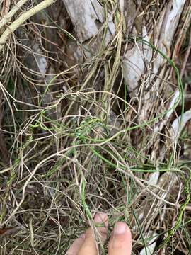 Image of leafless swallow-wort