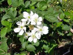 Image of sand blackberry