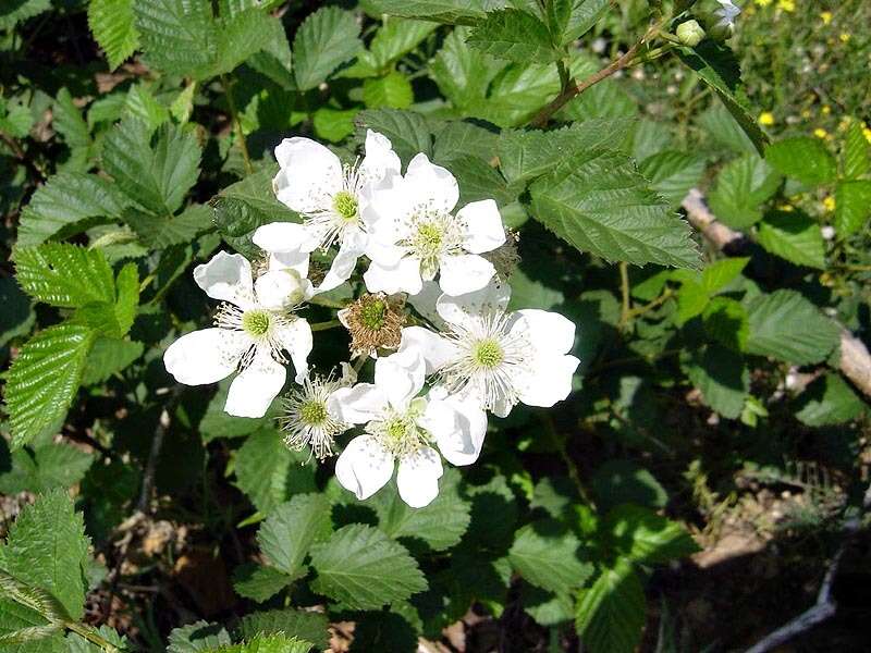 Rubus cuneifolius Pursh resmi