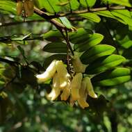 Image of Sophora prazeri Prain