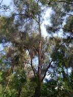 Image of Casuarina collina Poiss. ex Panch. & Sebert