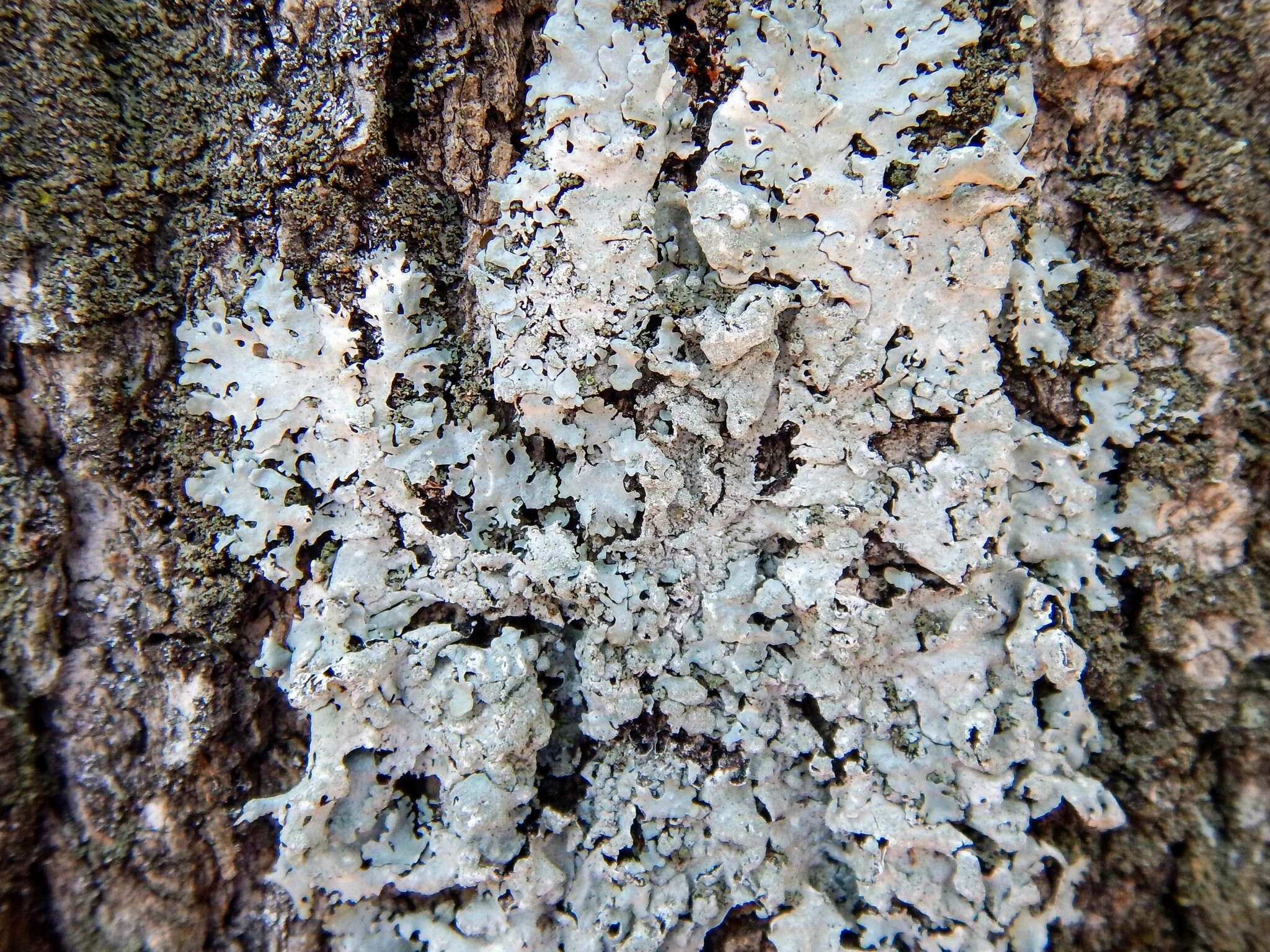 Image of myelochroa lichen