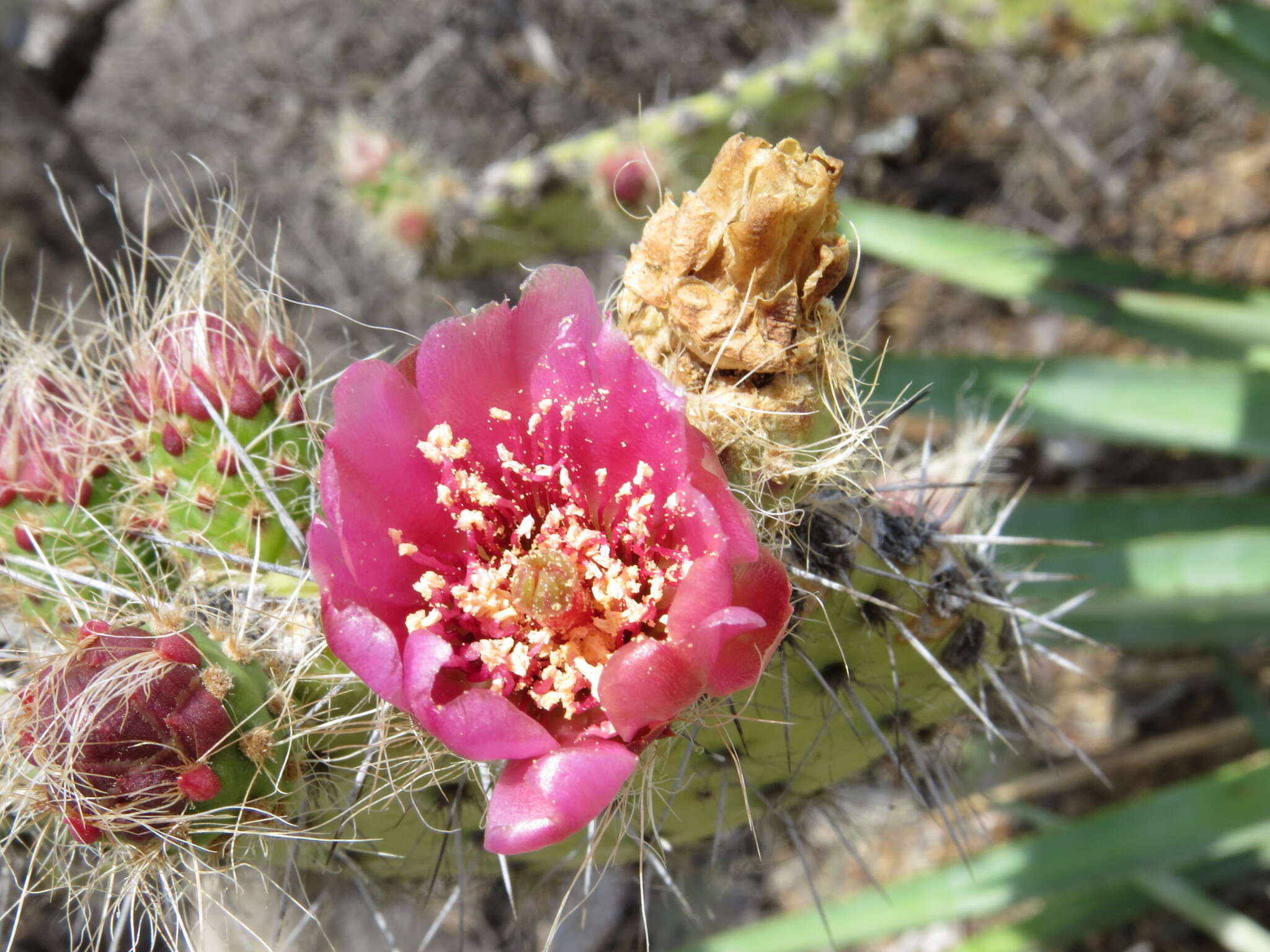 Image of Opuntia pilifera F. A. C. Weber