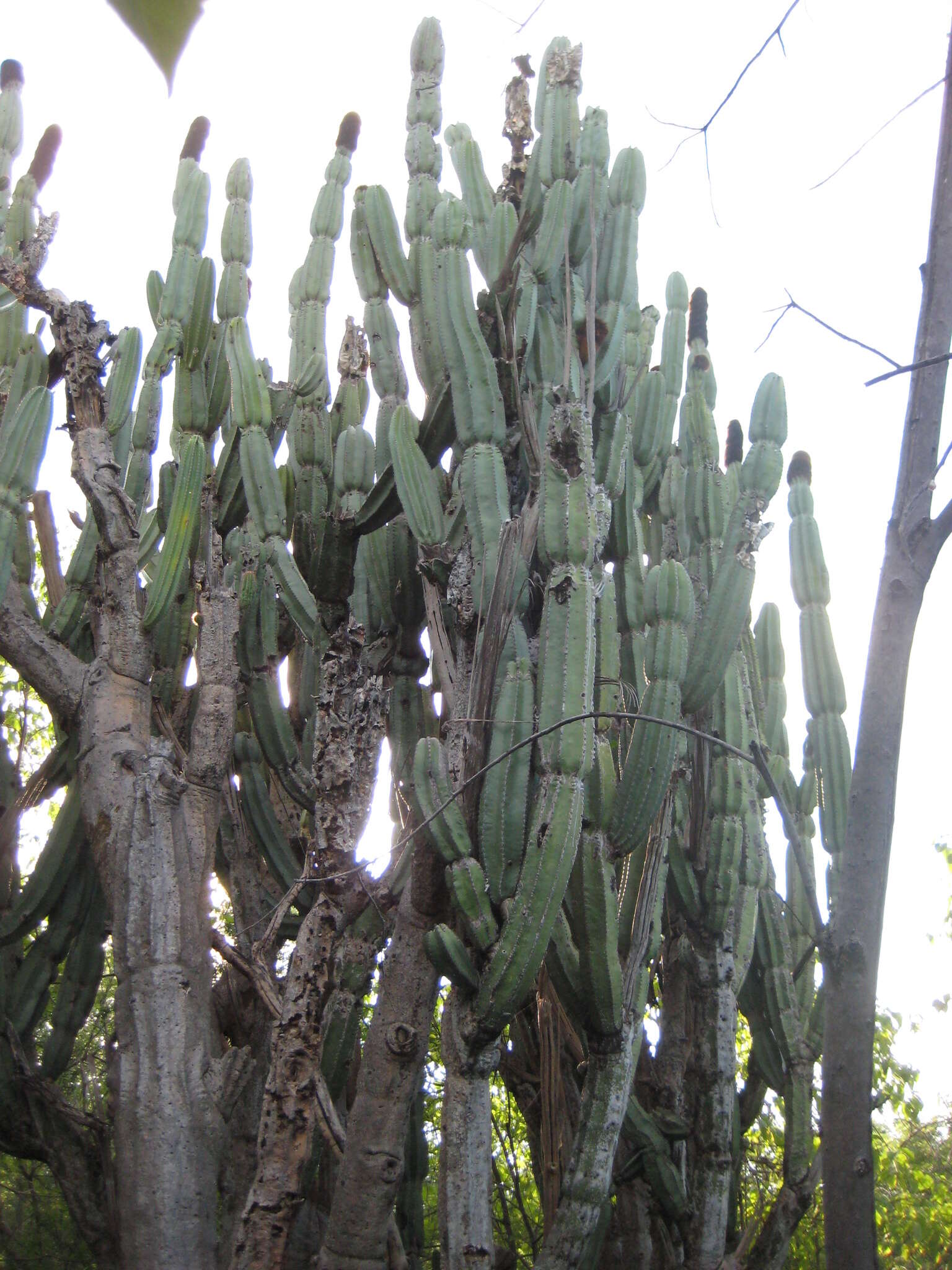 Image of Grenadier's Cap Cactus