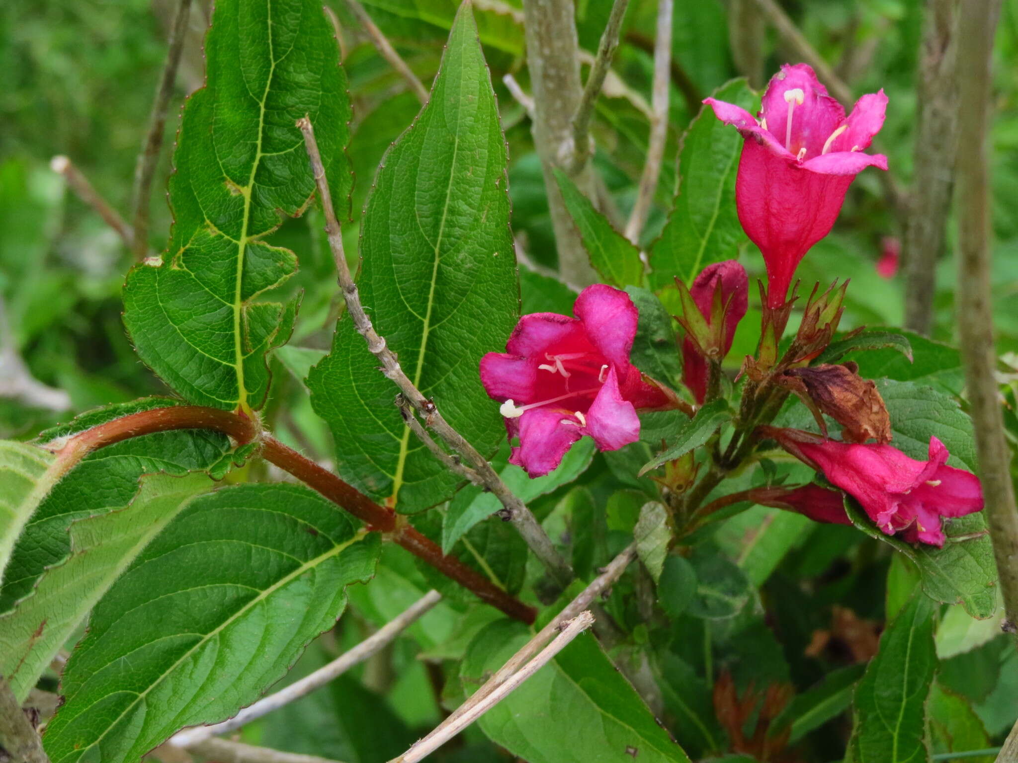 Image of crimson weigela