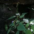 Image of Salvia languidula Epling