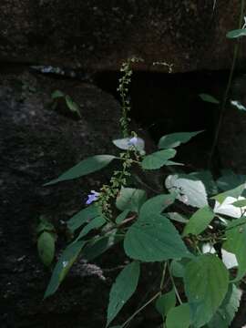 Imagem de Salvia languidula Epling