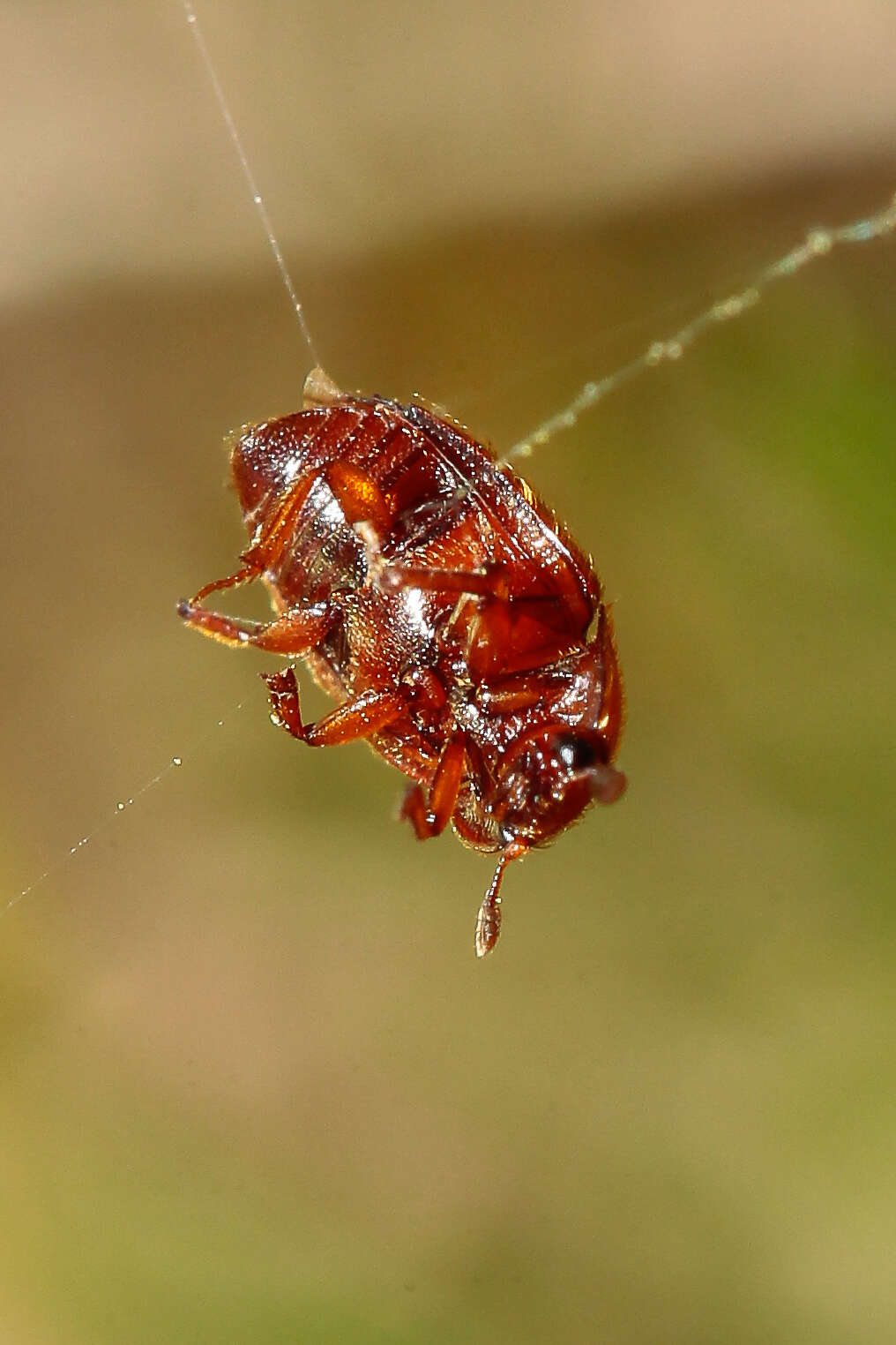 Image of Epuraea aestiva (Linnaeus 1758)