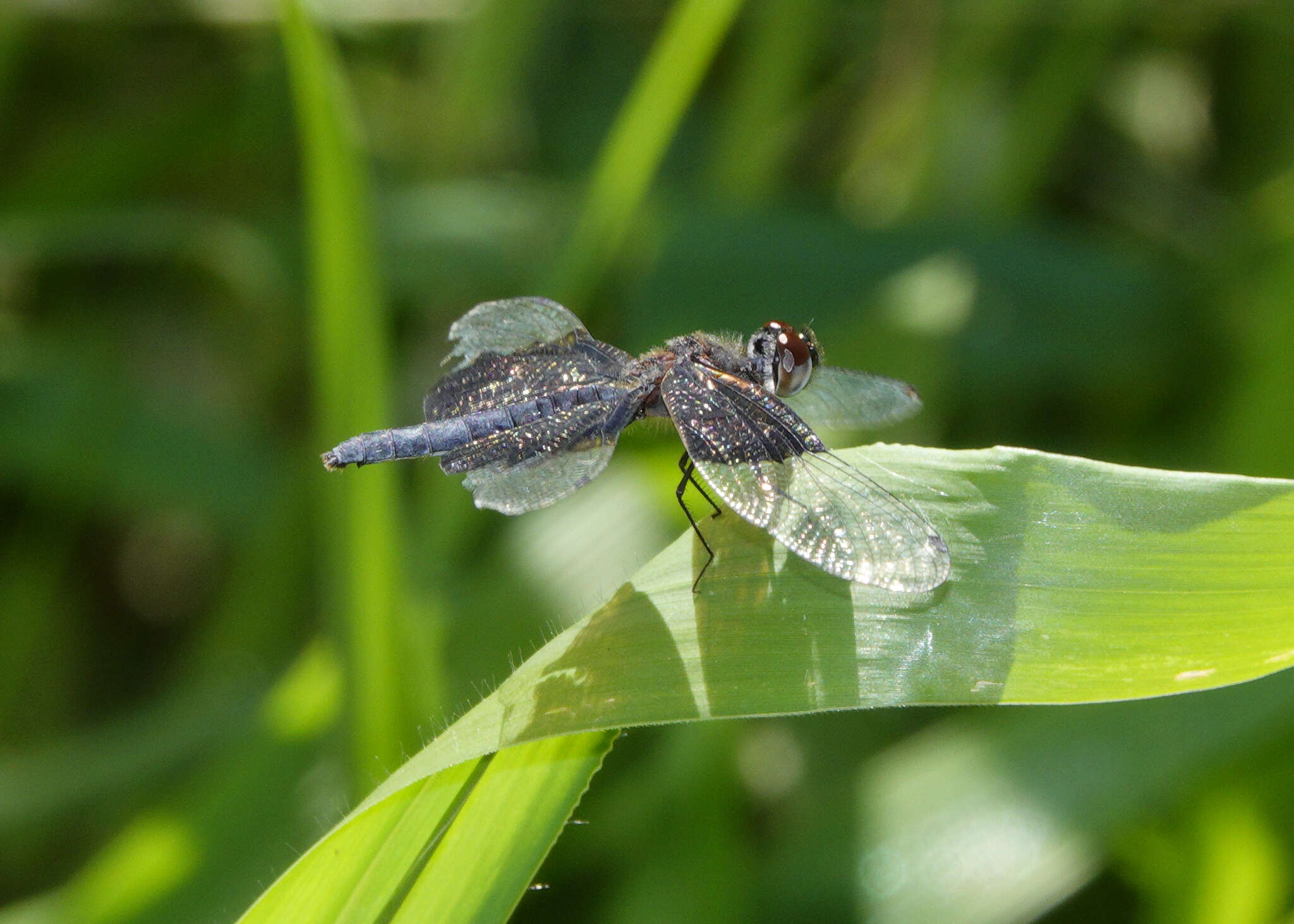 Image of Rhyothemis braganza Karsch 1890