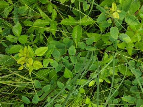 Imagem de Desmodium marilandicum Darl.