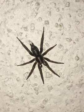 Image of Western Parson Spider