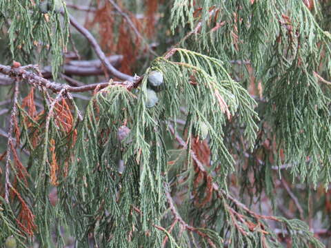 Image of Drooping Juniper