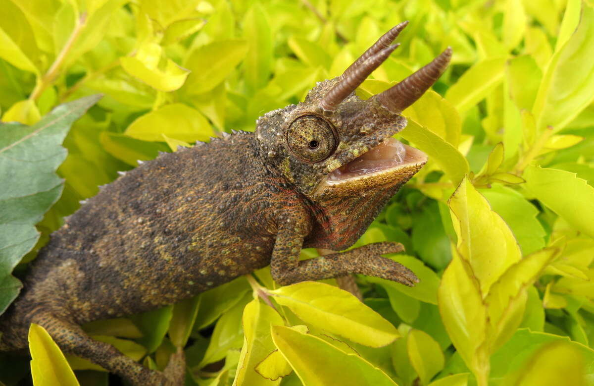 Plancia ëd Trioceros jacksonii (Boulenger 1896)