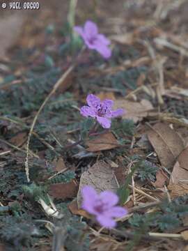 Sivun Erodium acaule (L.) Becherer & Thell. kuva