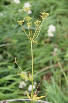 Image of Eleutherospermum