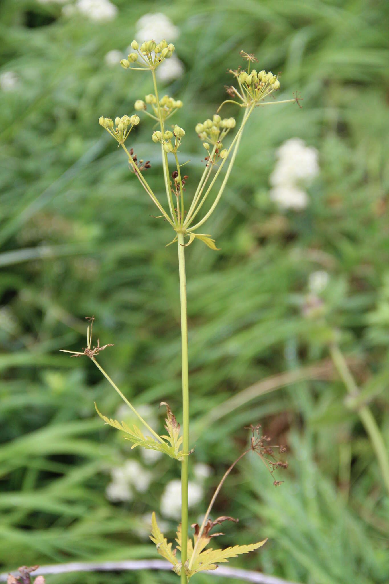 Image of Eleutherospermum cicutarium (M. Bieb.) Boiss.