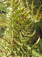 Image of Dryopteris athamantica (Kunze) O. Kuntze