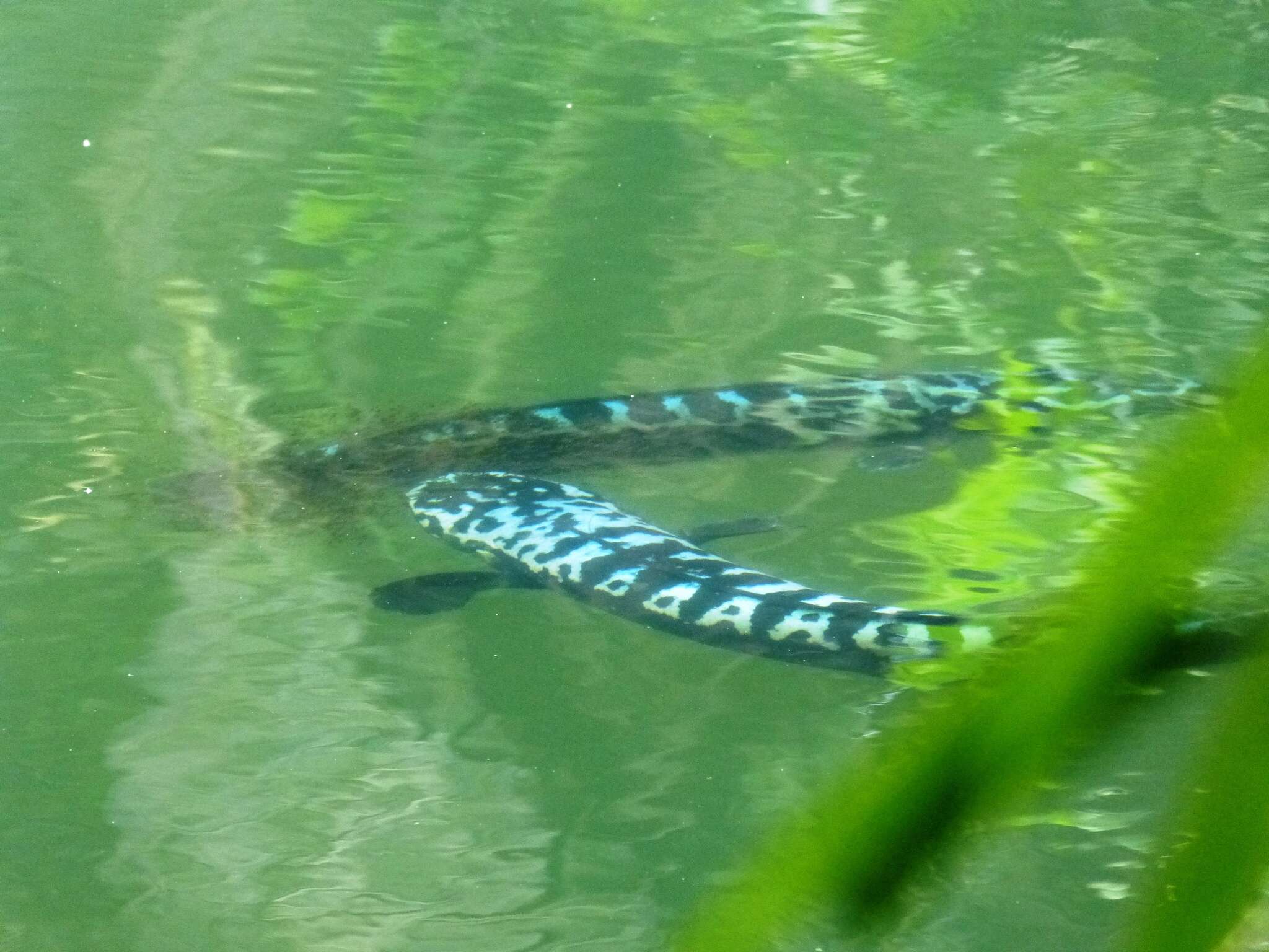 Image of Giant Snakehead