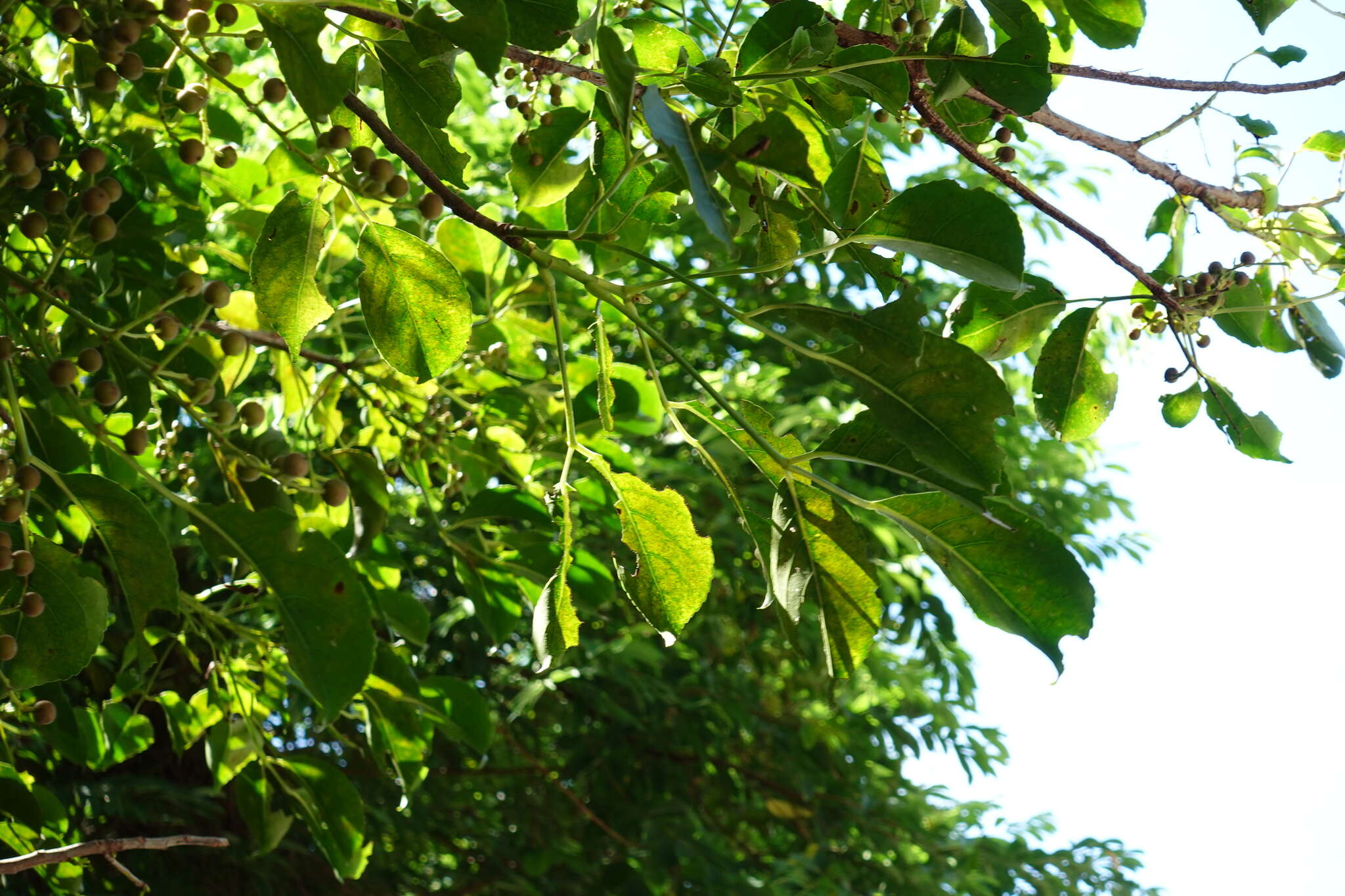 Sivun Bischofia polycarpa (H. Lév.) Airy Shaw kuva