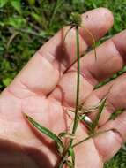 Image of Cyperus sesquiflorus subsp. sesquiflorus