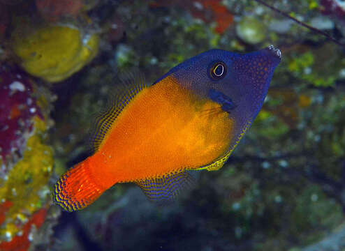 Image of Black-headed Leatherjacket