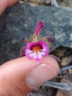 Image of sticky monkeyflower