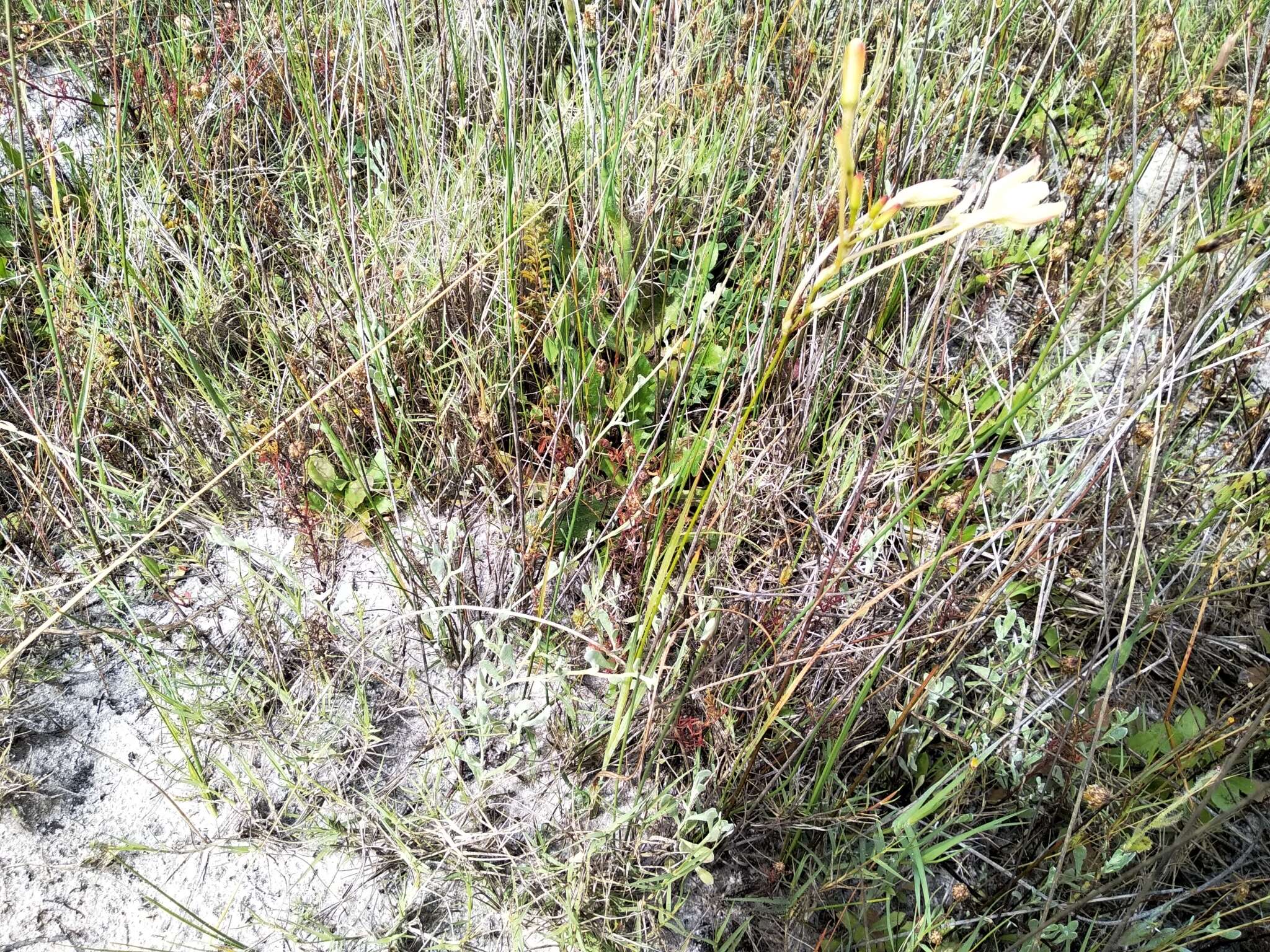 Image of Ixia paniculata D. Delaroche