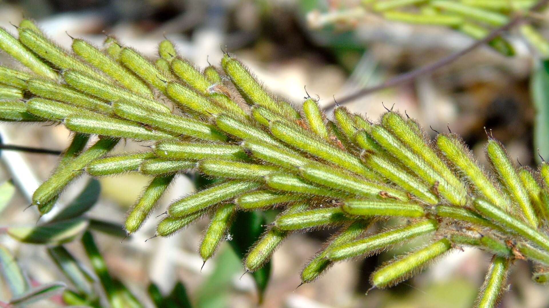 Sivun Indigofera hirsuta L. kuva