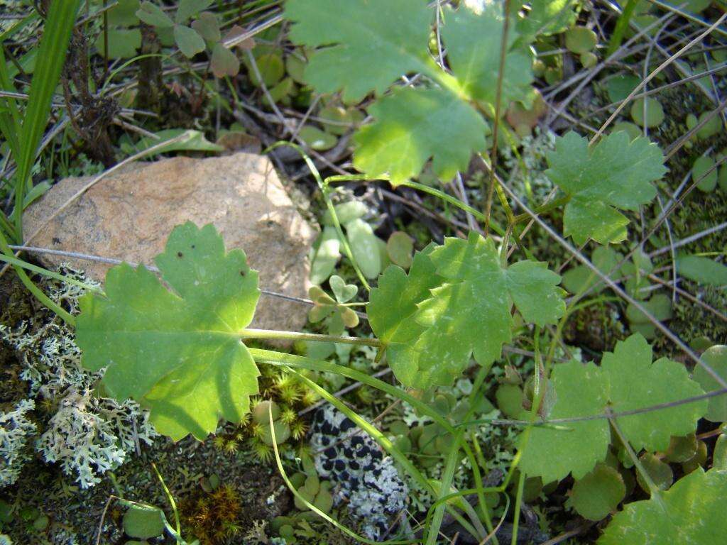 Image de Chamarea gracillima (H. Wolff) B. L. Burtt